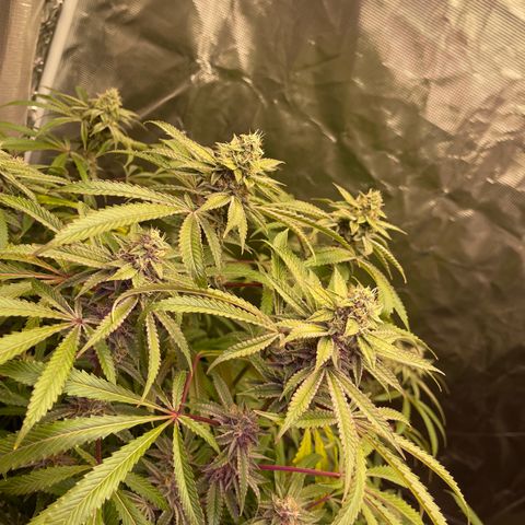 Runtz Muffin  growlog timeline photo