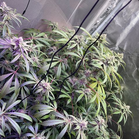 Runtz Muffin  growlog timeline photo