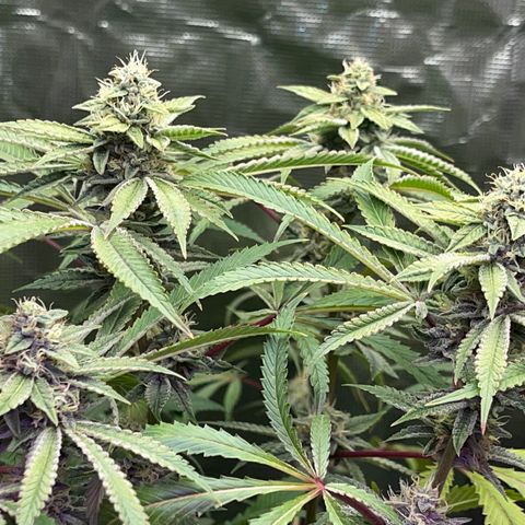 Runtz Muffin  growlog timeline photo
