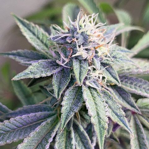 Runtz Muffin  growlog timeline photo