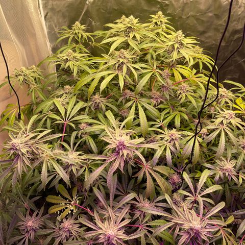 Runtz Muffin  growlog timeline photo