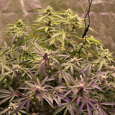 Runtz Muffin  growlog timeline photo