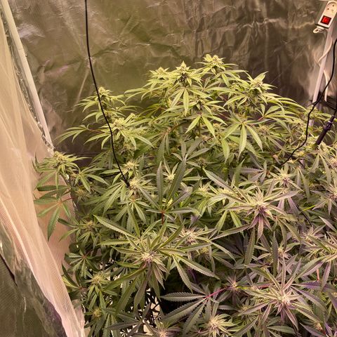 Runtz Muffin  growlog timeline photo