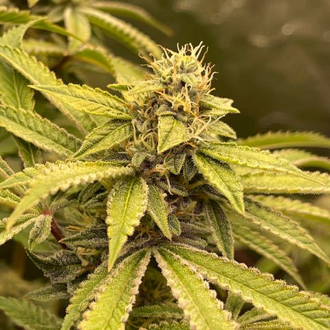 Runtz Muffin  growlog timeline photo