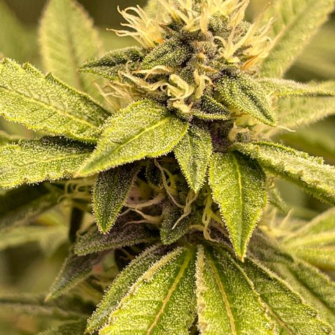 Runtz Muffin  growlog timeline photo