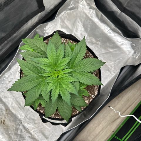 Bubblegum Sherb growlog timeline photo