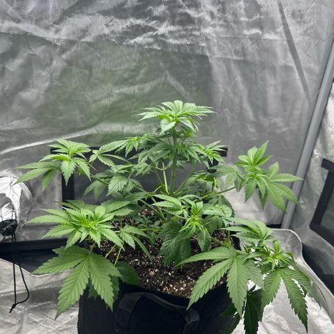 Bubblegum Sherb growlog timeline photo