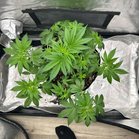 Bubblegum Sherb growlog timeline photo