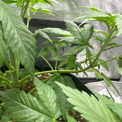 Bubblegum Sherb growlog timeline photo