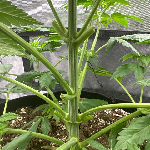Bubblegum Sherb growlog timeline photo