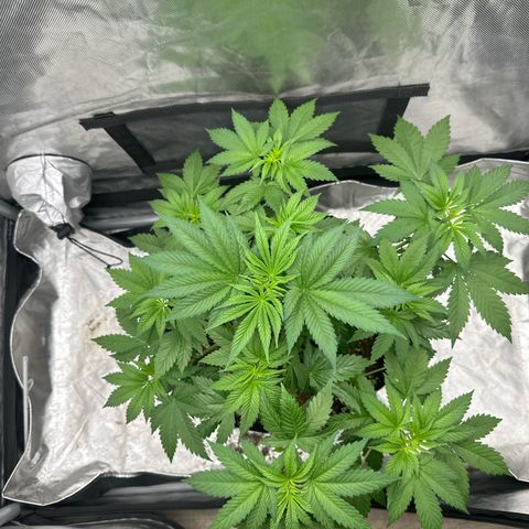 Bubblegum Sherb growlog timeline photo