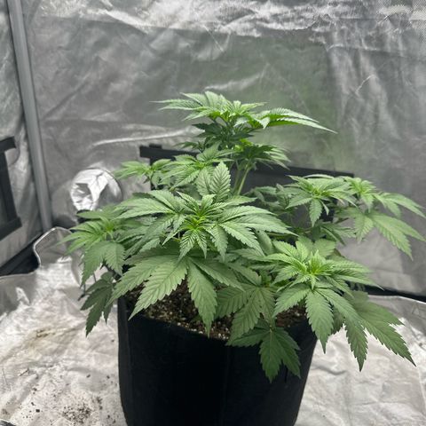 Bubblegum Sherb growlog timeline photo