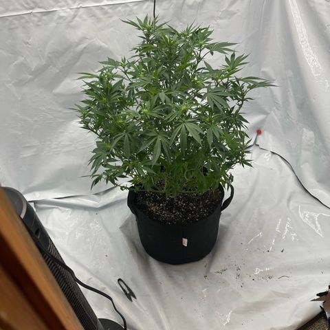 Bubblegum Sherb growlog timeline photo
