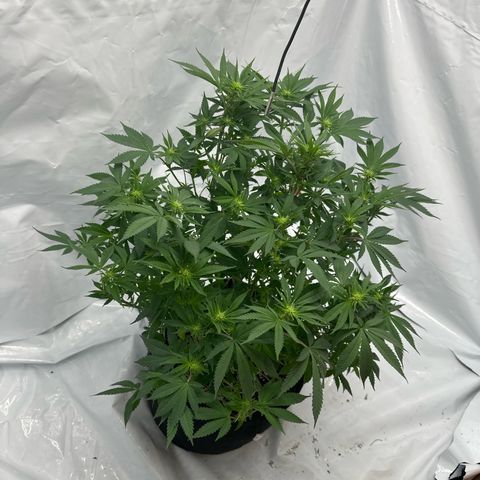 Bubblegum Sherb growlog timeline photo