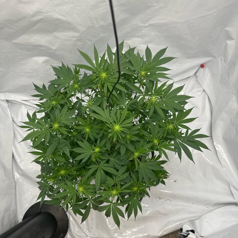 Bubblegum Sherb growlog timeline photo