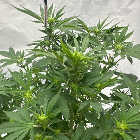Bubblegum Sherb growlog timeline photo