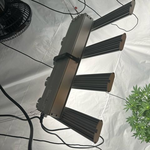 Bubblegum Sherb growlog timeline photo