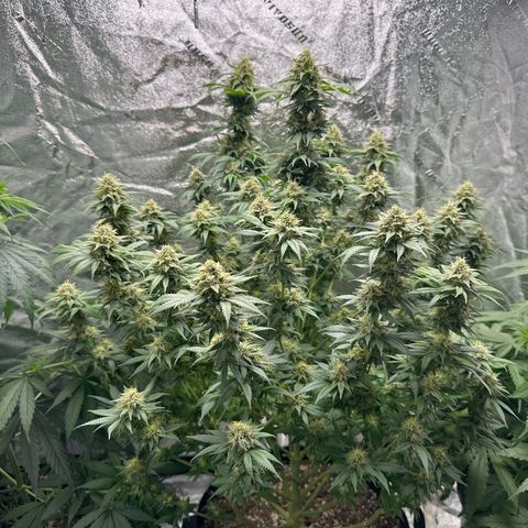 Bubblegum Sherb growlog timeline photo
