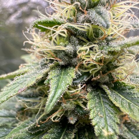 Bubblegum Sherb growlog timeline photo