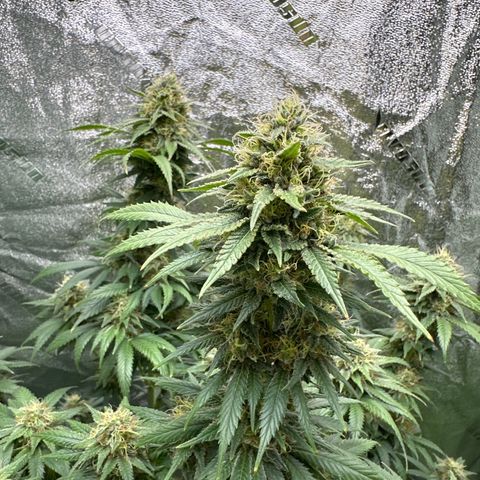 Bubblegum Sherb growlog timeline photo