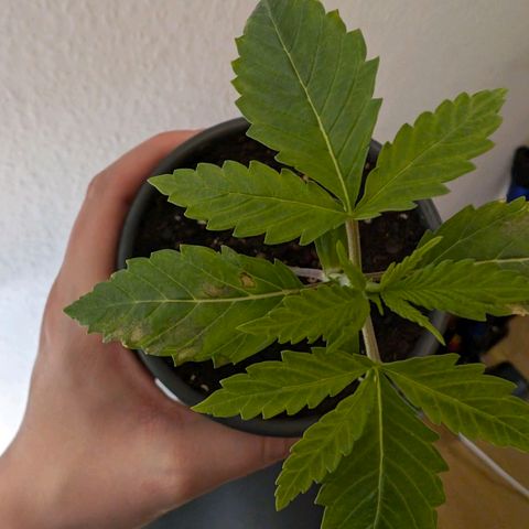 Blueberry Muffin growlog timeline photo