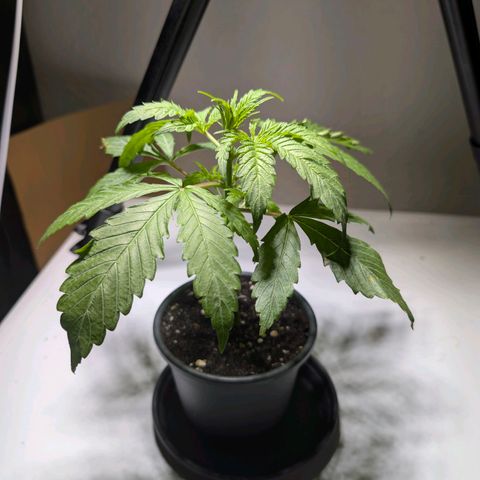Blueberry Muffin growlog timeline photo