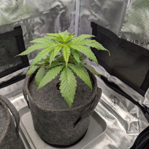 Blueberry Muffin growlog timeline photo