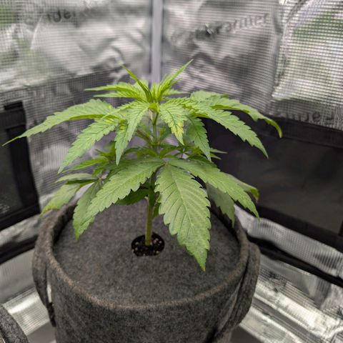 Blueberry Muffin growlog timeline photo