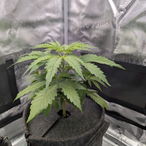Blueberry Muffin growlog timeline photo
