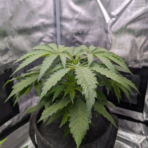 Blueberry Muffin growlog timeline photo