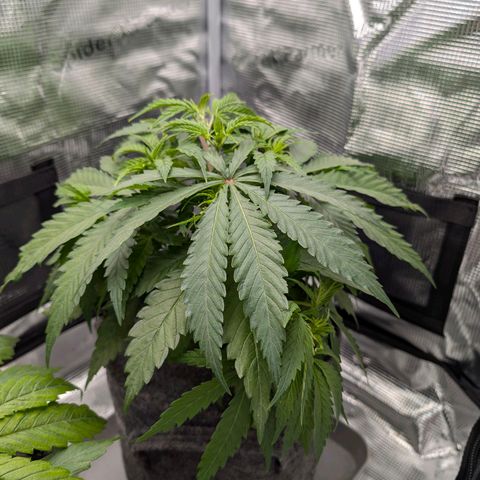 Blueberry Muffin growlog timeline photo