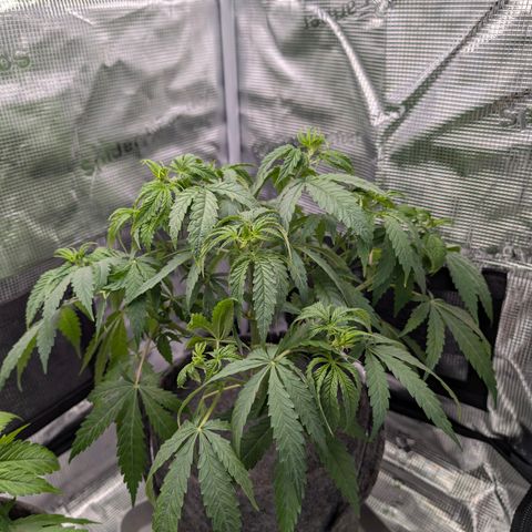 Blueberry Muffin growlog timeline photo
