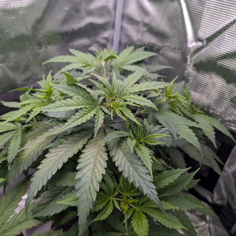 Blueberry Muffin growlog timeline photo