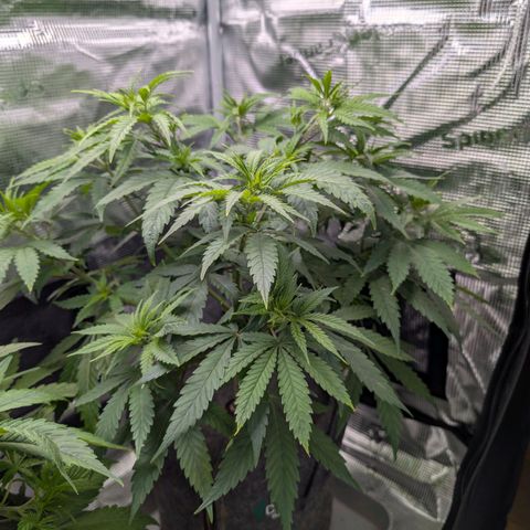 Blueberry Muffin growlog timeline photo