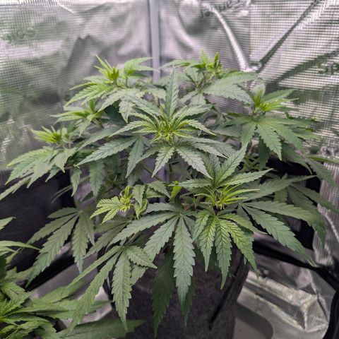 Blueberry Muffin growlog timeline photo