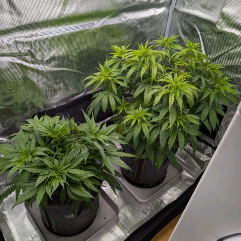 Blueberry Muffin growlog timeline photo