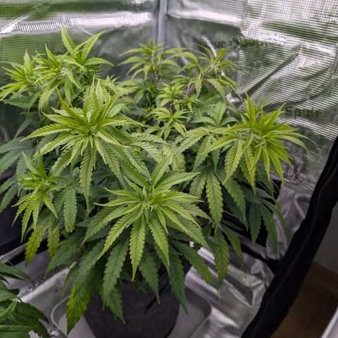 Blueberry Muffin growlog timeline photo