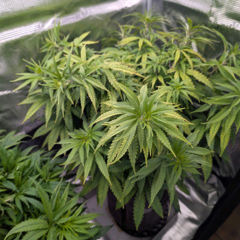 Blueberry Muffin growlog timeline photo