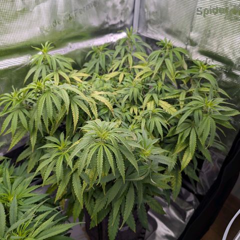 Blueberry Muffin growlog timeline photo