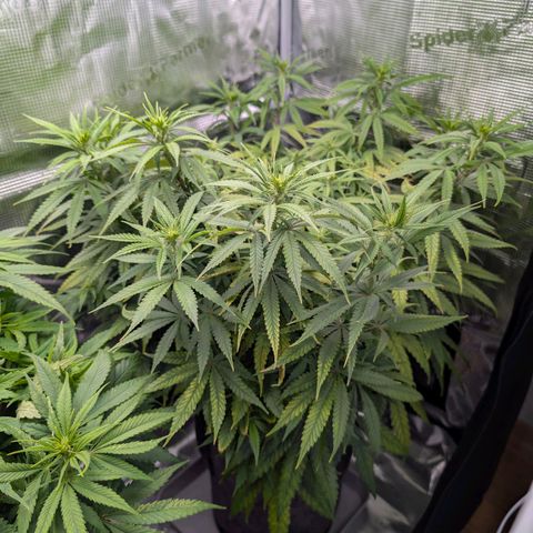 Blueberry Muffin growlog timeline photo