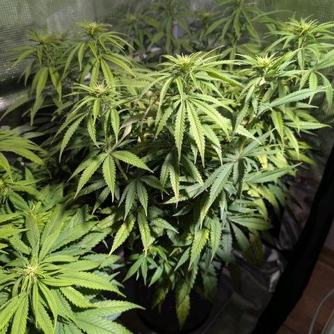 Blueberry Muffin growlog timeline photo
