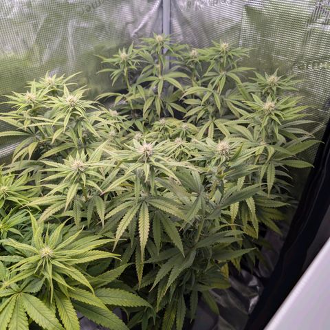 Blueberry Muffin growlog timeline photo
