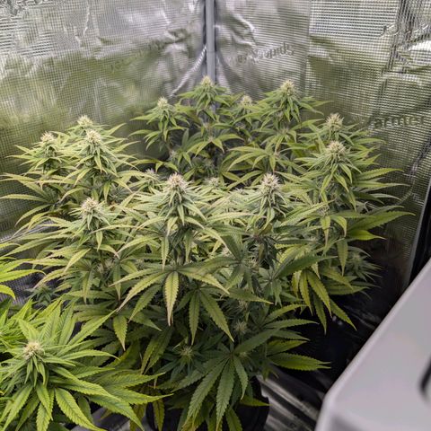 Blueberry Muffin growlog timeline photo