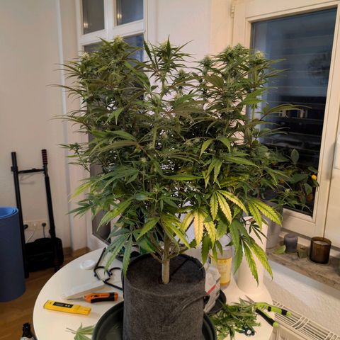 Blueberry Muffin growlog timeline photo
