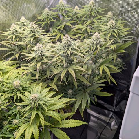 Blueberry Muffin growlog timeline photo