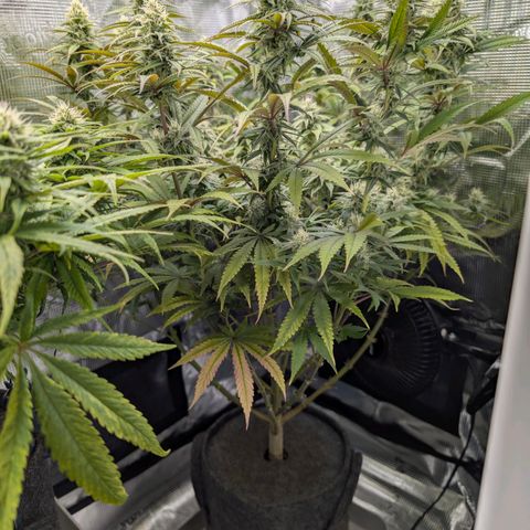 Blueberry Muffin growlog timeline photo