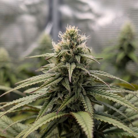 Blueberry Muffin growlog timeline photo
