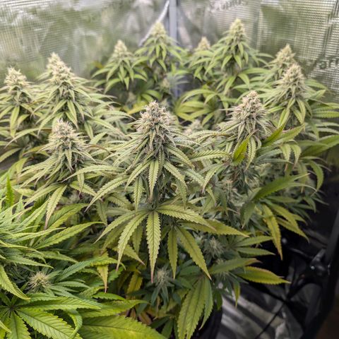 Blueberry Muffin growlog timeline photo