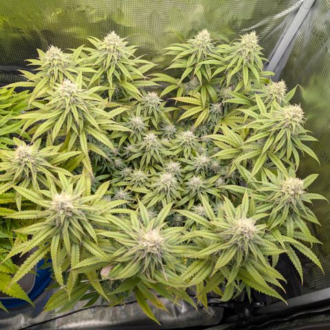 Blueberry Muffin growlog timeline photo