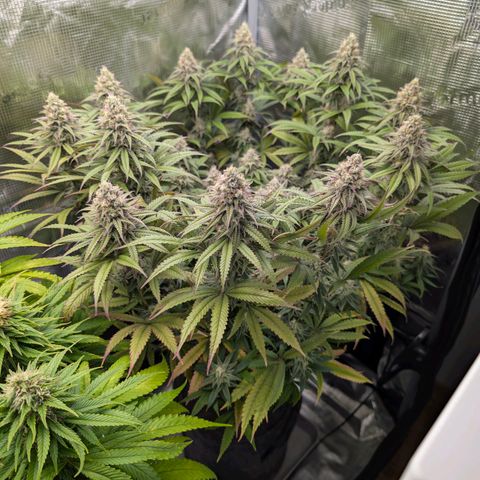Blueberry Muffin growlog timeline photo